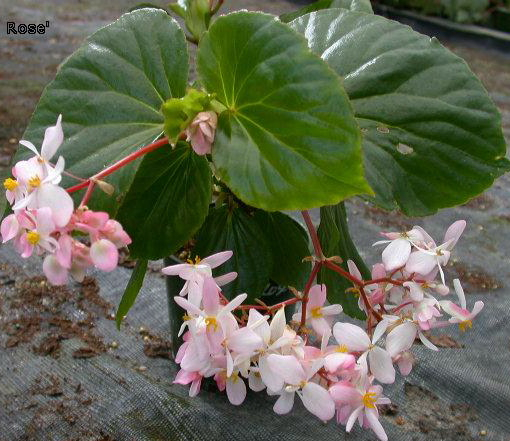 B. ‘Tea Rose’